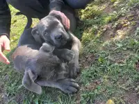 Щенки Кане Корсо серого окраса