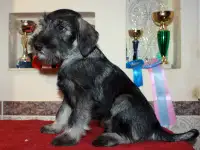 Миттельшнауцера щенки, фотография 2
