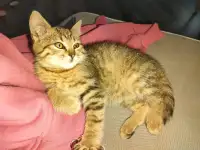 Котенок 2-3 мес