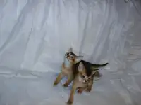 Абиссинские котята 2 девочки в домашние любимцы, фотография 6