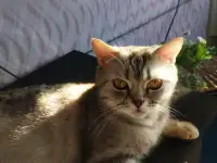 Котята Скоттиш-Страйт, фотография 9
