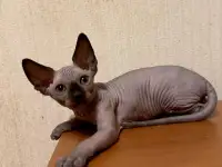 Сфинкс канадский котята, фотография 2