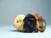 Грызуны оптом разные., фотография 3