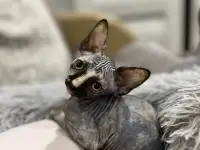Котята канадского сфинкса, фотография 9