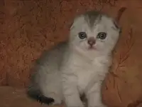 Шотландские котята, фотография 3