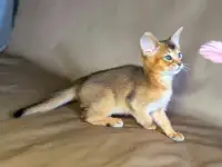 Абиссинские котята  грация и интеллект в вашем доме, фотография 8