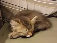 Нежный котенок Лёва ищет дом!