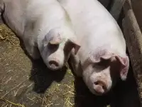 Свинина