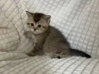 Шотландские котята голубая золотая шиншилла, фотография 6