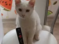 Отдам даром котёнка (мальчик 5 мес)