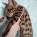 Роскошные котики, фотография 3