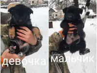 Щенки немецкой овчарки, фотография 2