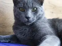 Кот Маус, кастрирован., фотография 7