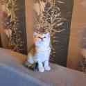 Шотландские котята, фотография 3
