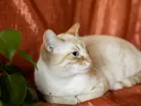 Нежный и красивый котик Беня в дар, фотография 5