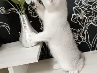 Шотландский котенок, фотография 3