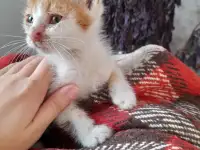 Котята в добрые руки, фотография 4