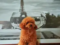 Вязка той пудель тикап, фотография 4