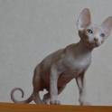 Канадский сфинкс котята, фотография 2