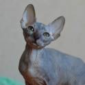 Канадский сфинкс котята, фотография 8