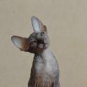 Канадский сфинкс котята, фотография 9