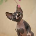 Канадский сфинкс котята, фотография 12