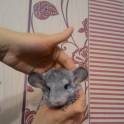 шиншилла