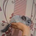 шиншилла, фотография 2