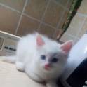 Очень красивый котенок!