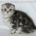 Шотландские котята, фотография 2
