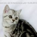 Шотландские котята, фотография 3
