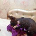 Донские котята, фотография 3