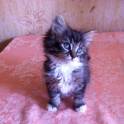 подарю котенка