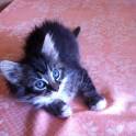 подарю котенка, фотография 2