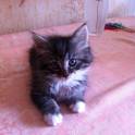 подарю котенка, фотография 3