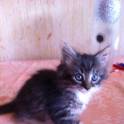 подарю котенка, фотография 4
