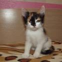 Котенок в добрые руки, фотография 3