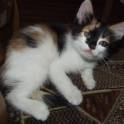 Котенок в добрые руки, фотография 4