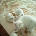 Чудные и милые Ангорскиe котята ищут свой дом!