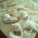 Чудные и милые Ангорскиe котята ищут свой дом!, фотография 5