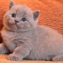 Британские котята, фотография 2