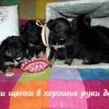 Крошки-щенки в дар , в добрые руки!, фотография 3