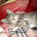 котята в хорошие руки 