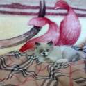 котята в хорошие руки , фотография 3