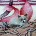 котята в хорошие руки , фотография 4