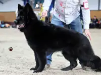 Немецкий овчарки щенки