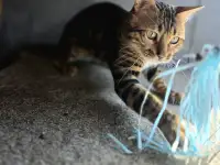 Вязка бенгальских кошек, фотография 5