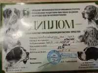 Продам щенков западно сибирской лайки, фотография 4