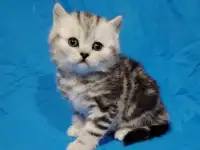 Котята кот и кошка., фотография 3