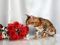Шикарная бенгальская кошечка, фотография 6